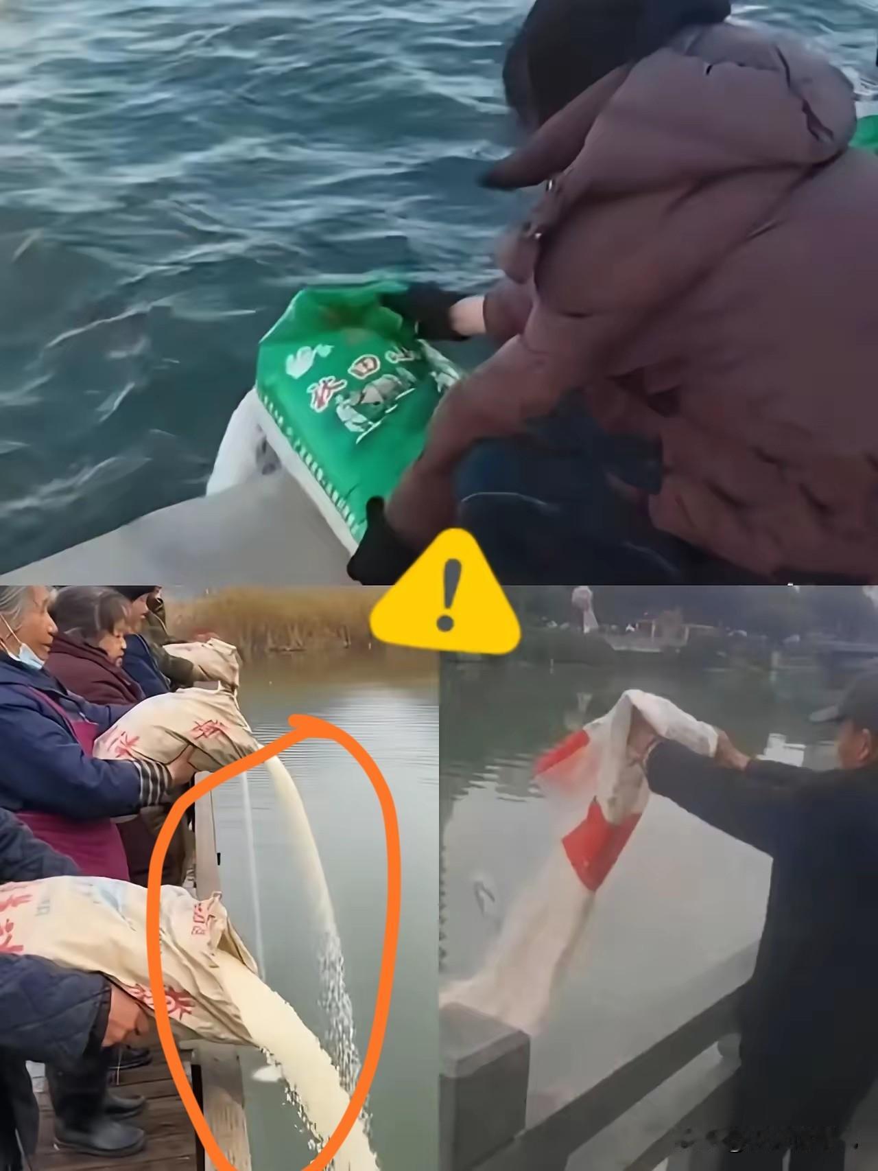 现在在人群中，又刮起了一股邪风，放生大米，一些人往大海中成袋倒入大米，说