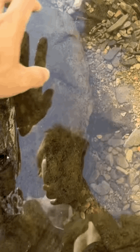 以前想要抓螃蟹，也是直接在翻水果的石头。