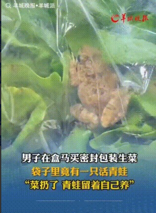 大大的惊喜！浙江，一男子去超市买来一份包装好的生菜，回家后妻子刚要打开包装，不料