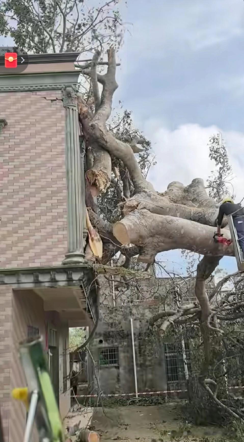 湛江一房子被大树压倒房子！湛江台风刚走，就爆出炸裂画面：百年参天树轰然倒下