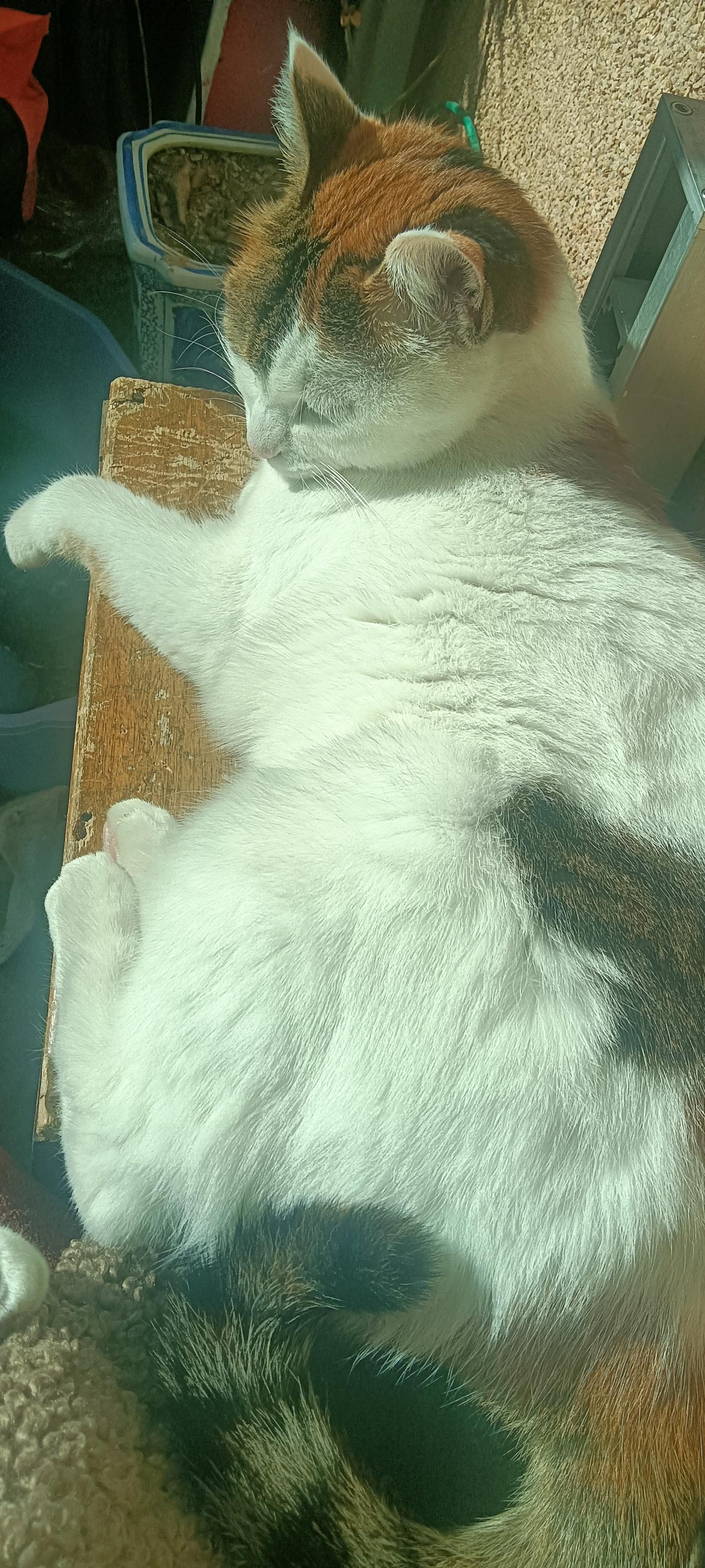 说真的，我现在越看家里这只“猫主子”越迷糊——以前觉得养猫是找个伴，现在怎么感觉