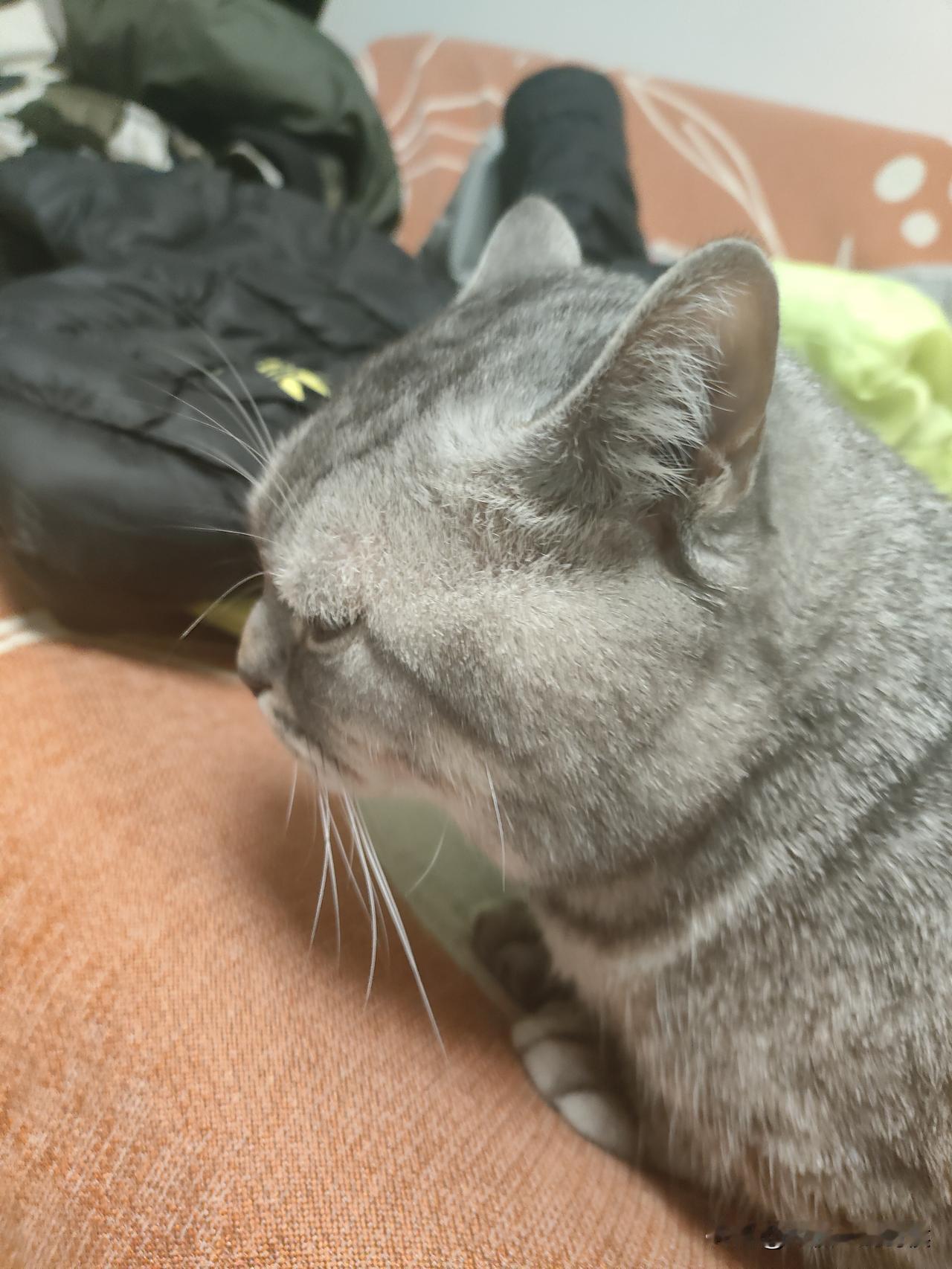 养了一只猫，直到它慢慢变成生命中无可或缺之重。春节回老家了，猫独自在待在家里，