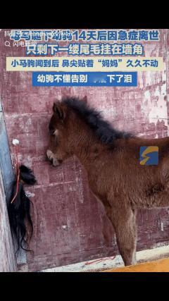 泪目了！四川成都，母马生下幼驹14天后不幸离世，只在墙角留下了一缕尾毛。谁能想到