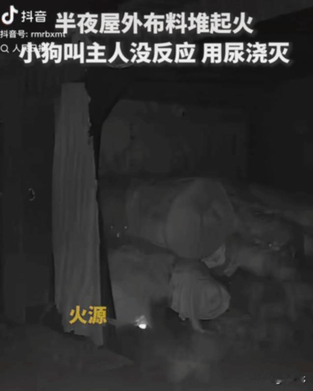 “上人民日报了!”河北衡水，半夜，一户人家布料堆突然起火，家中狗狗猛然警觉，“汪