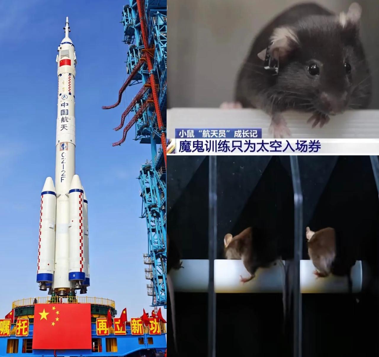 这下出名了，不仅中国，全世界都盯着这四位“特殊航天员”——四只闯过层层关卡的航