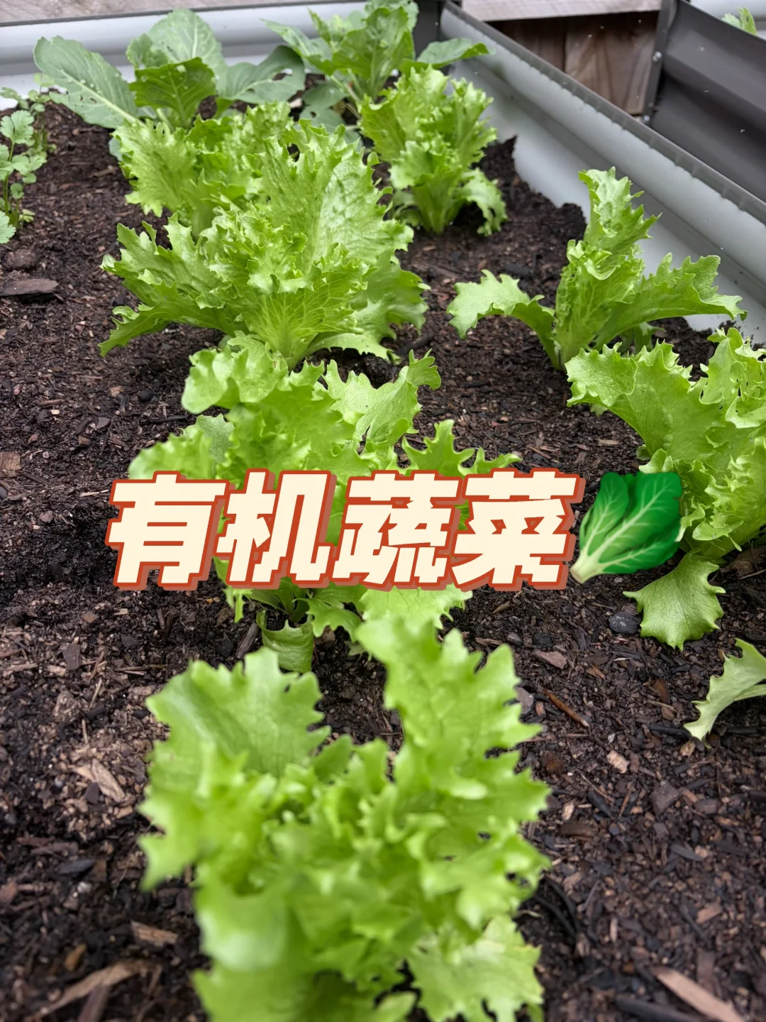 真正的奢侈品是干净的土壤种出来的食物