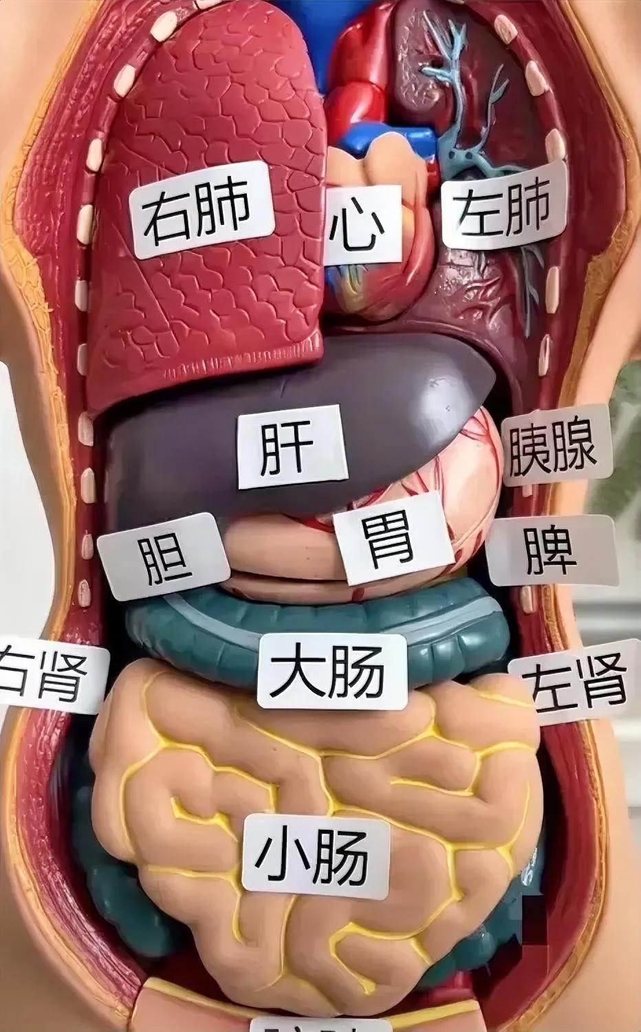 看病！[无奈吐舌]去医院，为啥检查“五花八门”？把人体躯干剖开，露出脏器，各种
