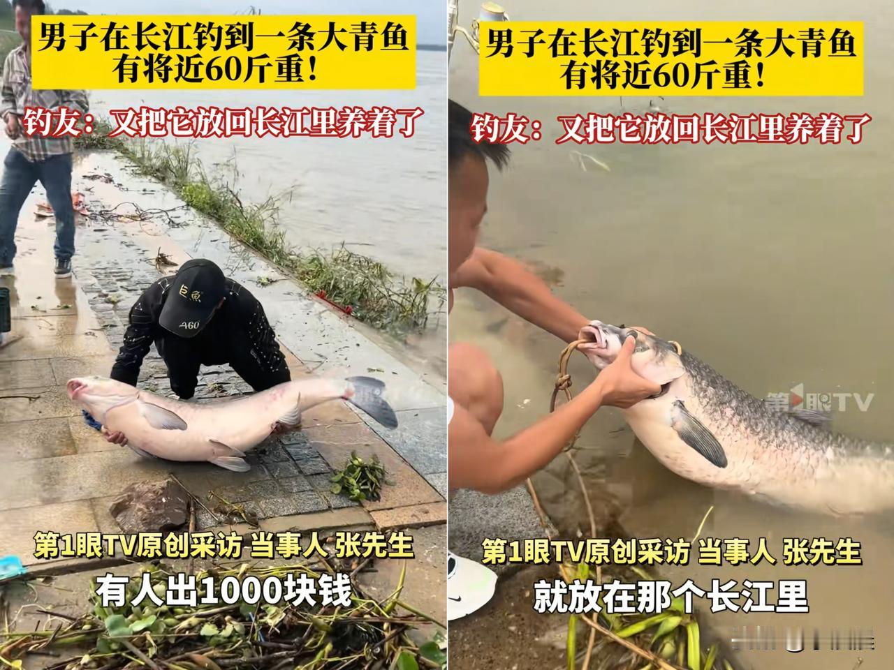湖北鄂州那大哥钓上60多斤的大青鱼，人家出1000块他不要，说要放生，结