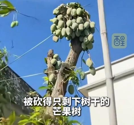 看到这个热搜，我真是又心疼又气愤！芒果树被砍得只剩光秃秃的树干，却还顽强地挂满果