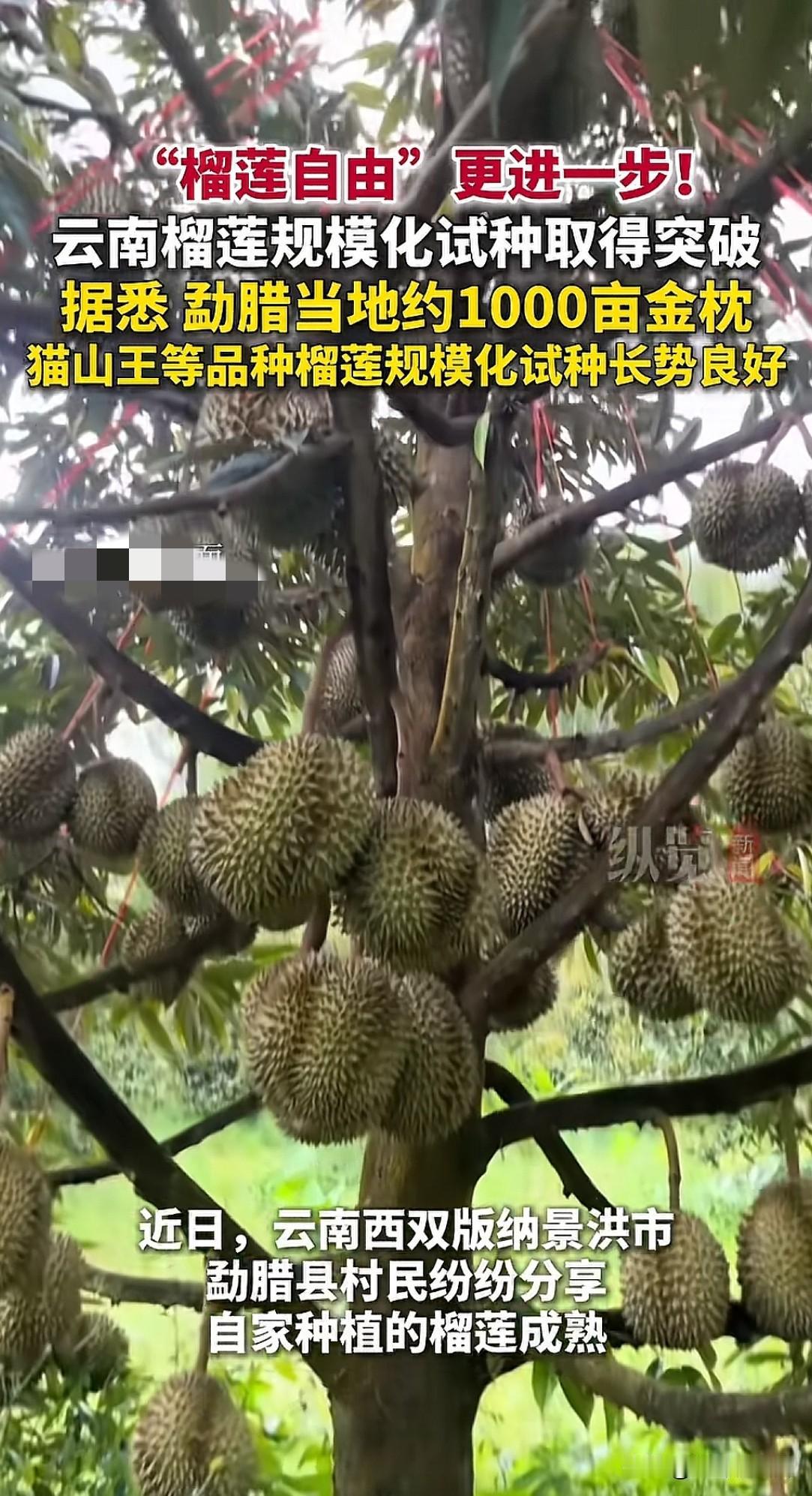 国庆佳节期间，突然刷到云南某地榴莲成熟的消息，有些惊讶，也有些高兴。看云南榴莲果