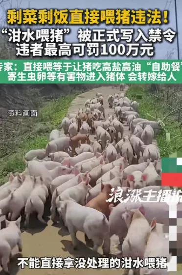 8月15日起，用泔水喂猪最高可罚100万！剩菜剩饭不能直接倒给猪吃了。网友：我去