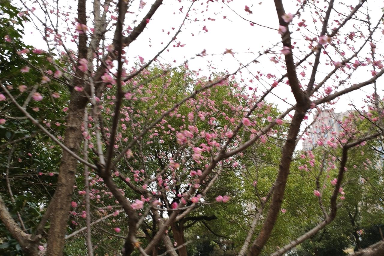 我的大表弟大年初十死了。52岁，大年初十那天晚上，他家来了几个客人，四个人喝了三