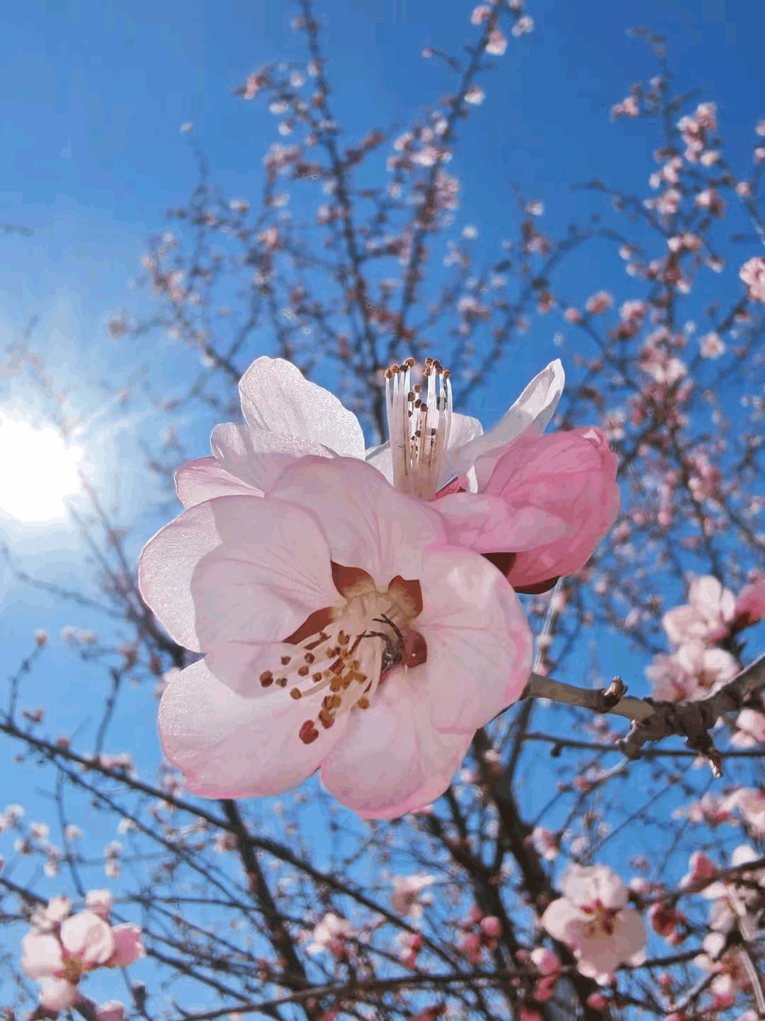 北大校长胡适令人醍醐灌顶的话：“聪明的人，看到历史就会觉醒；善良的人，看到真相