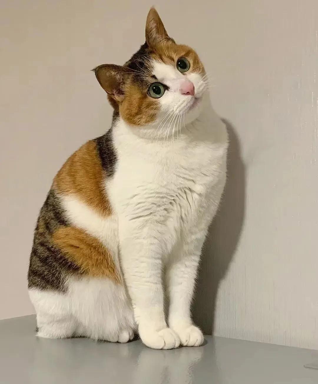 我家的三花猫终于报了一箭之仇！它的猫粮投喂器是放在阳台上的，由于是在顶层，鸟儿们