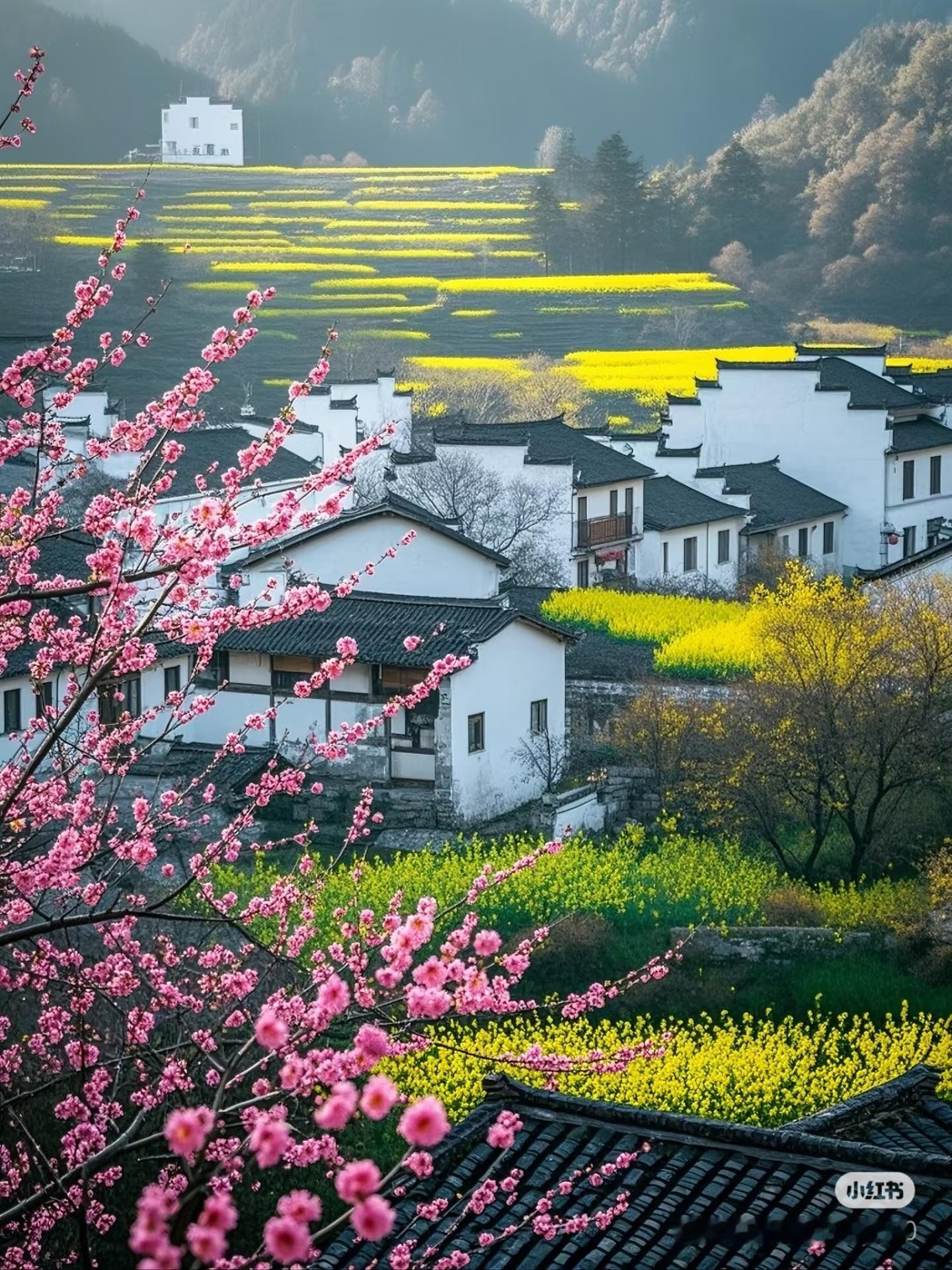 花开神州春意浓春暖花开，生机盎然，美好如初[抱抱]​​​