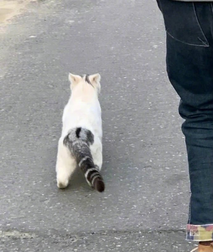 这猫的尾巴是借来的吧！​​​
