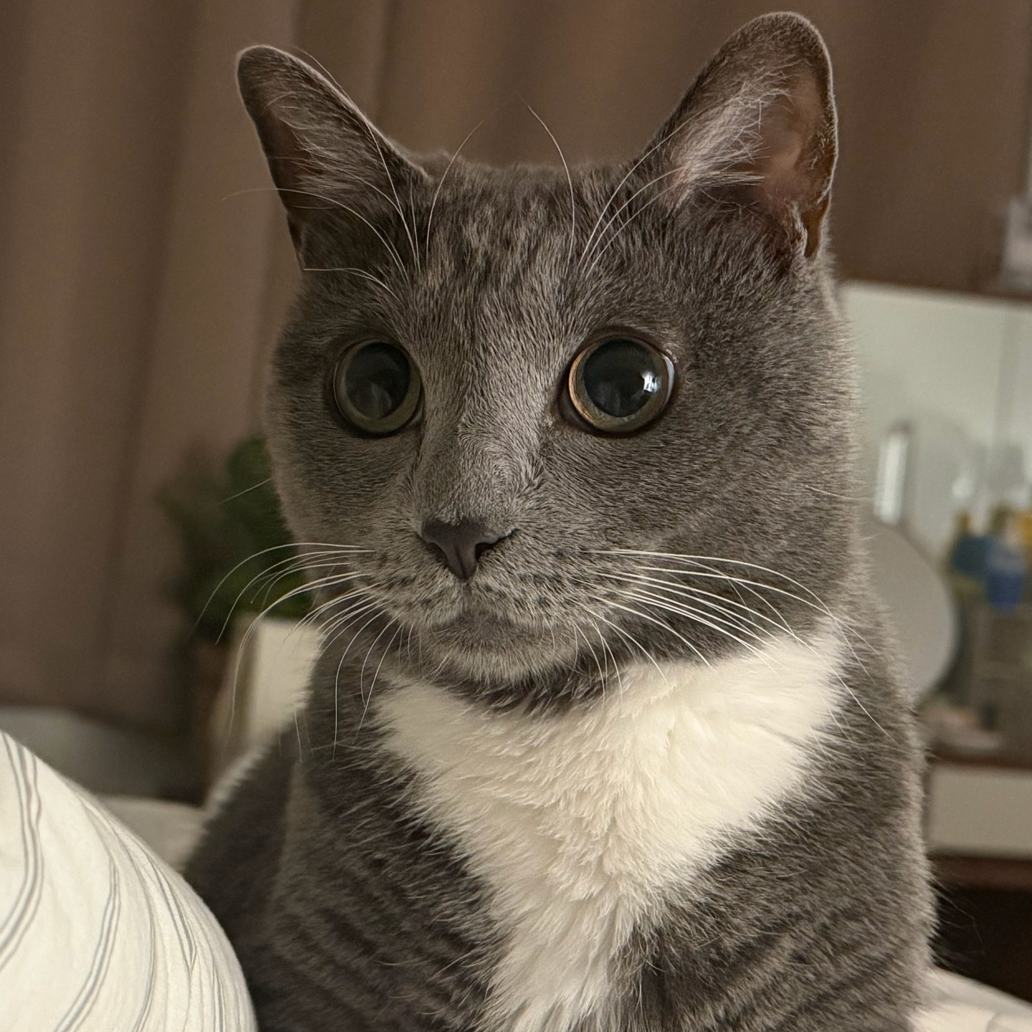 尹道健家的🐱真的和他本人一样呆救命啊