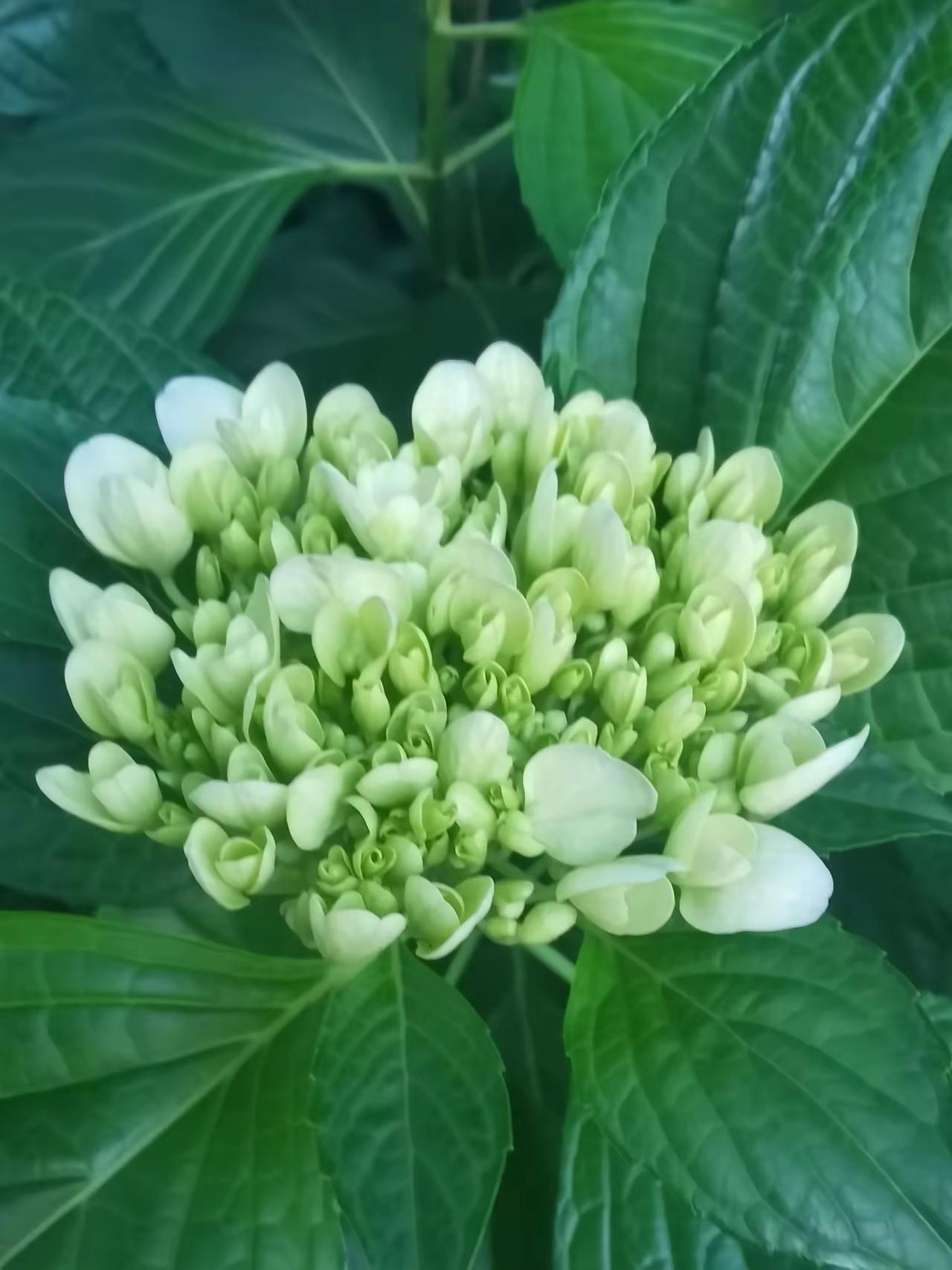 传统农村丧葬白事究竟能不能从简?发现没有，很多农村老人去世，丧事办的很隆重。又