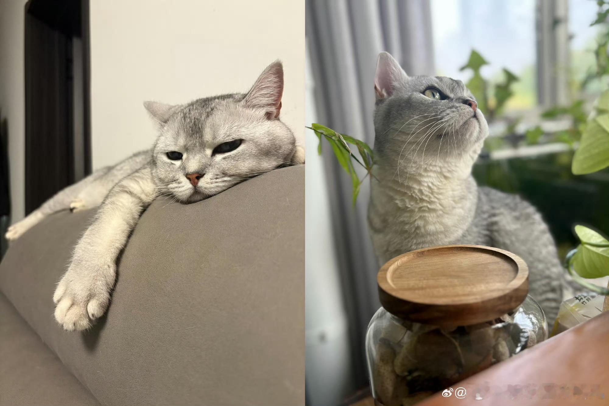 张泽禹一模一样的猫养两只张泽禹记得两只小猫到家的日期，会存满它们的照片，会按时