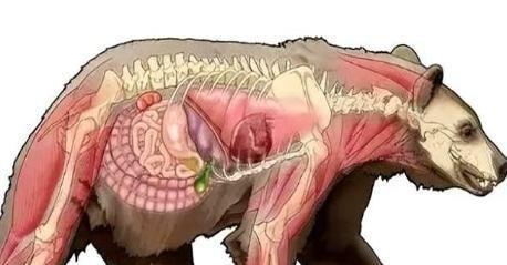 1985年，毒贩桑顿的飞机出事了，1500万美元的可卡因掉进了森林，然后，一只黑