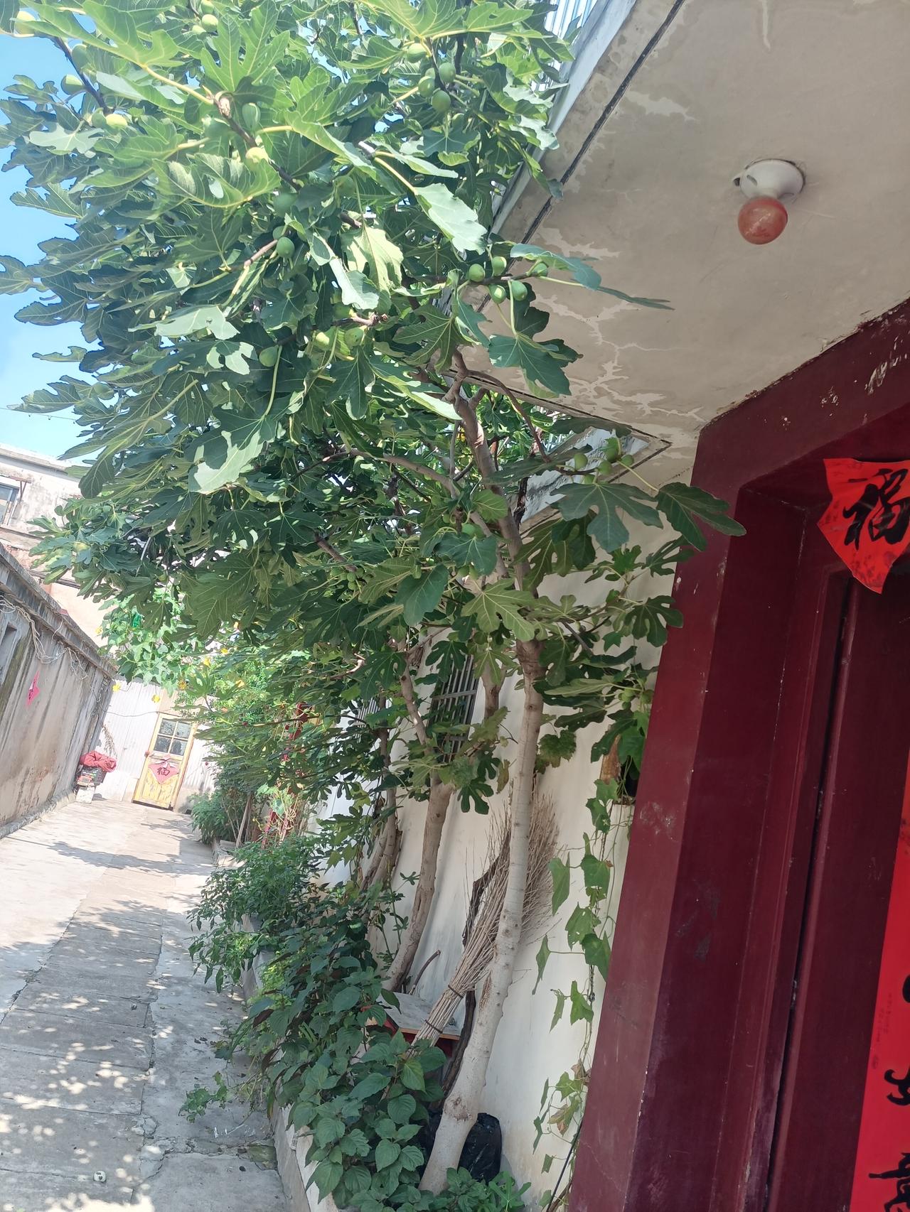 种瓜得瓜种花养眼，种菜养胃。房前屋后见缝插针，花谢了盆有用，栽上果树，种上菜，绿