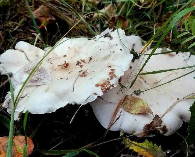 呼伦贝尔，母女俩辛苦上山采摘蘑菇，摘到一枚名叫白花脸的蘑菇，不料却被一名男子拦道