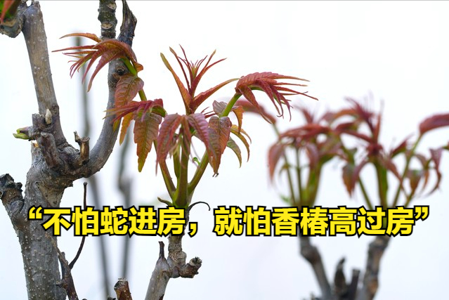 蛇年见蛇吉利吗? “不怕蛇进房, 就怕香椿高过房”, 有科学道理?