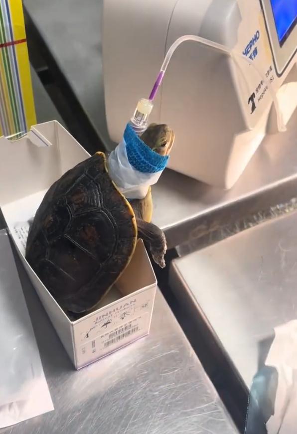 小动物生的病能有多离谱​​​