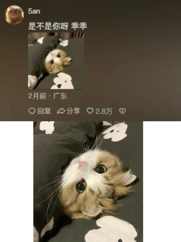 小猫喜欢你🥰但小猫不说