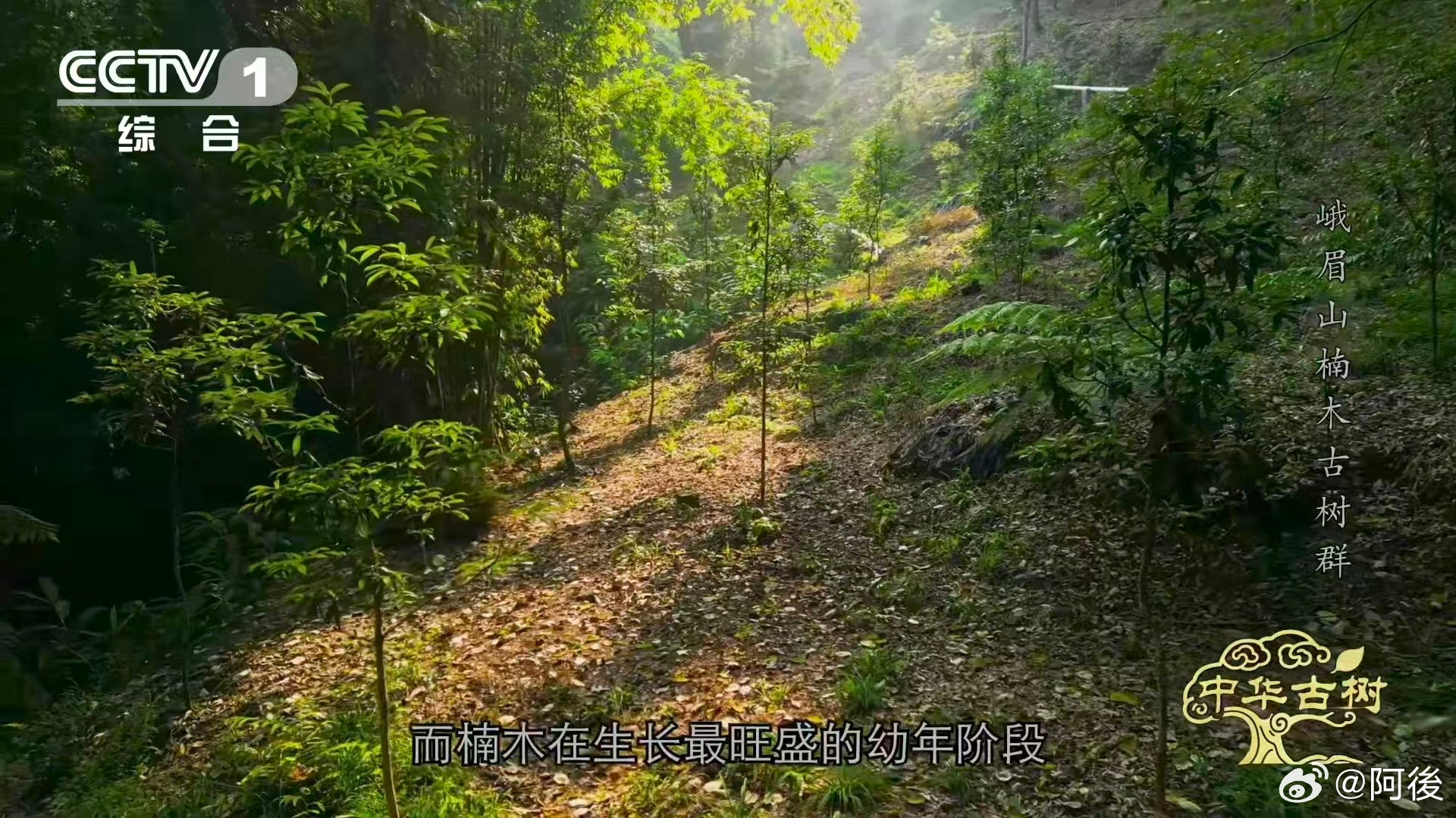 峨眉千年楠木王有十几层楼高峨眉山有座会生长的露天博物馆公元980年种下的楠