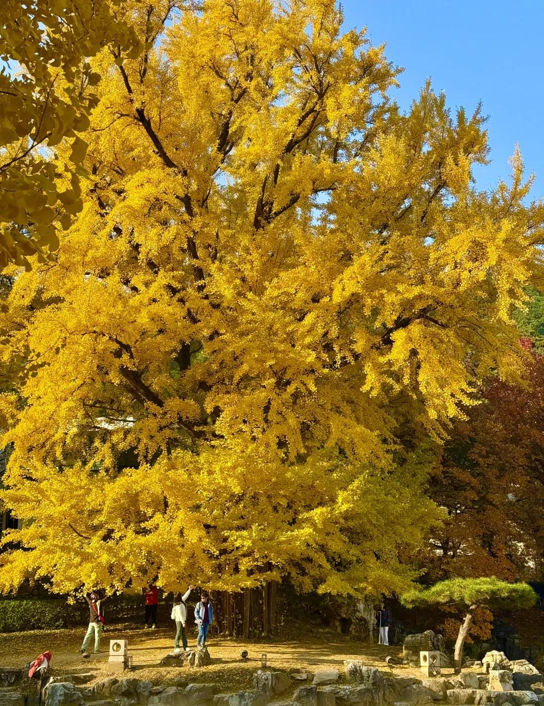 Live实拍！香山百年银杏已全黄，附保姆级路线📅图片均为2025.11.04