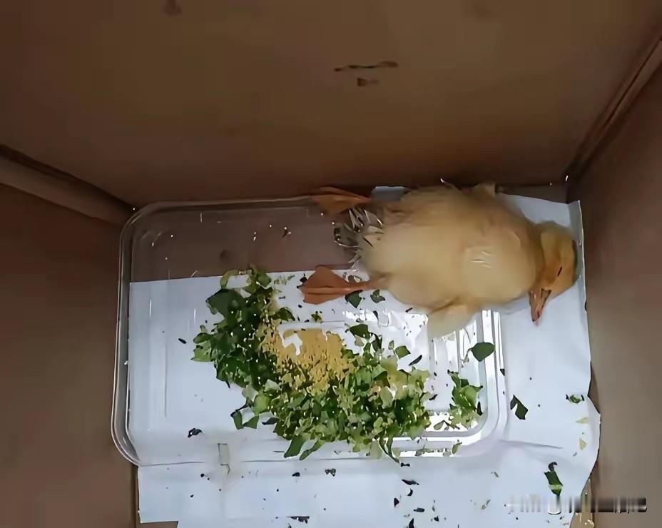 很多人可能不知道，小鸭子一旦翻身过去没有及时翻过来，要不了多久它可能会死掉。