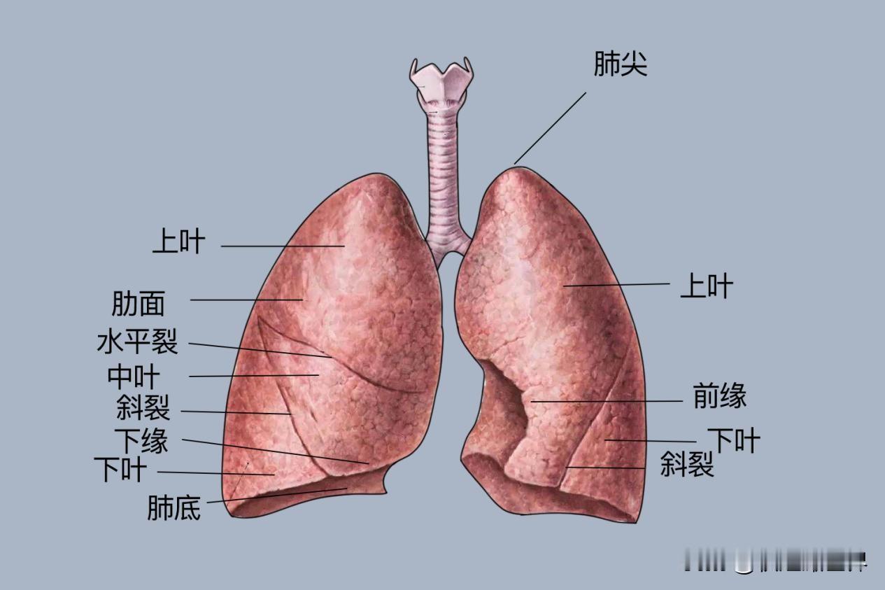 简单好坚持·日常养肺全套方法一、饮食养肺（最实用）多吃白色润肺食物梨、