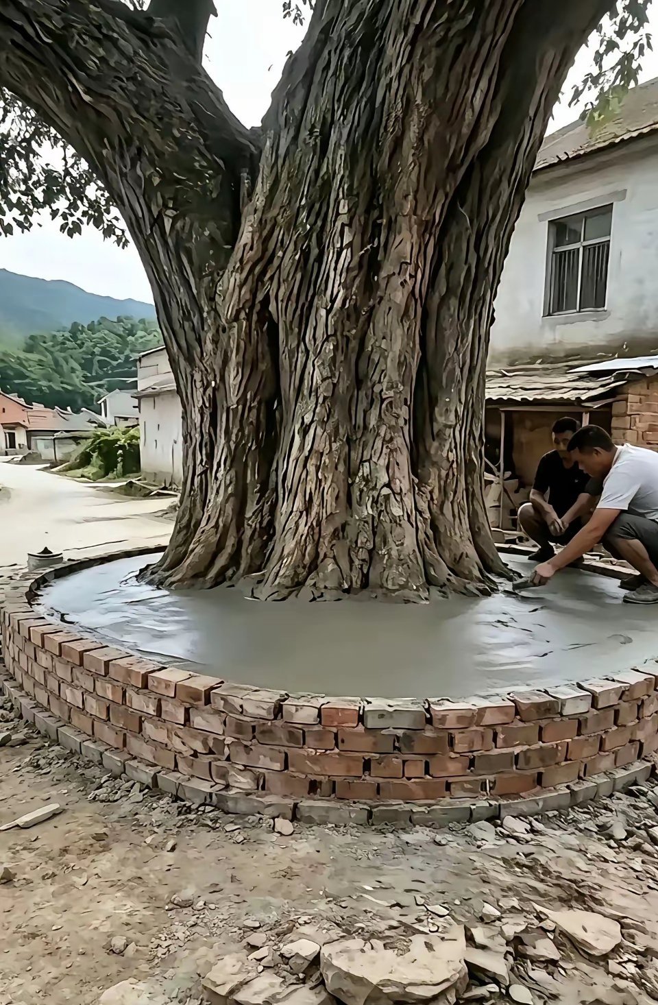两个工人在古树坑里抹水泥，说是上面要求保护这颗古树，请问一下大家这样做对吗？有保