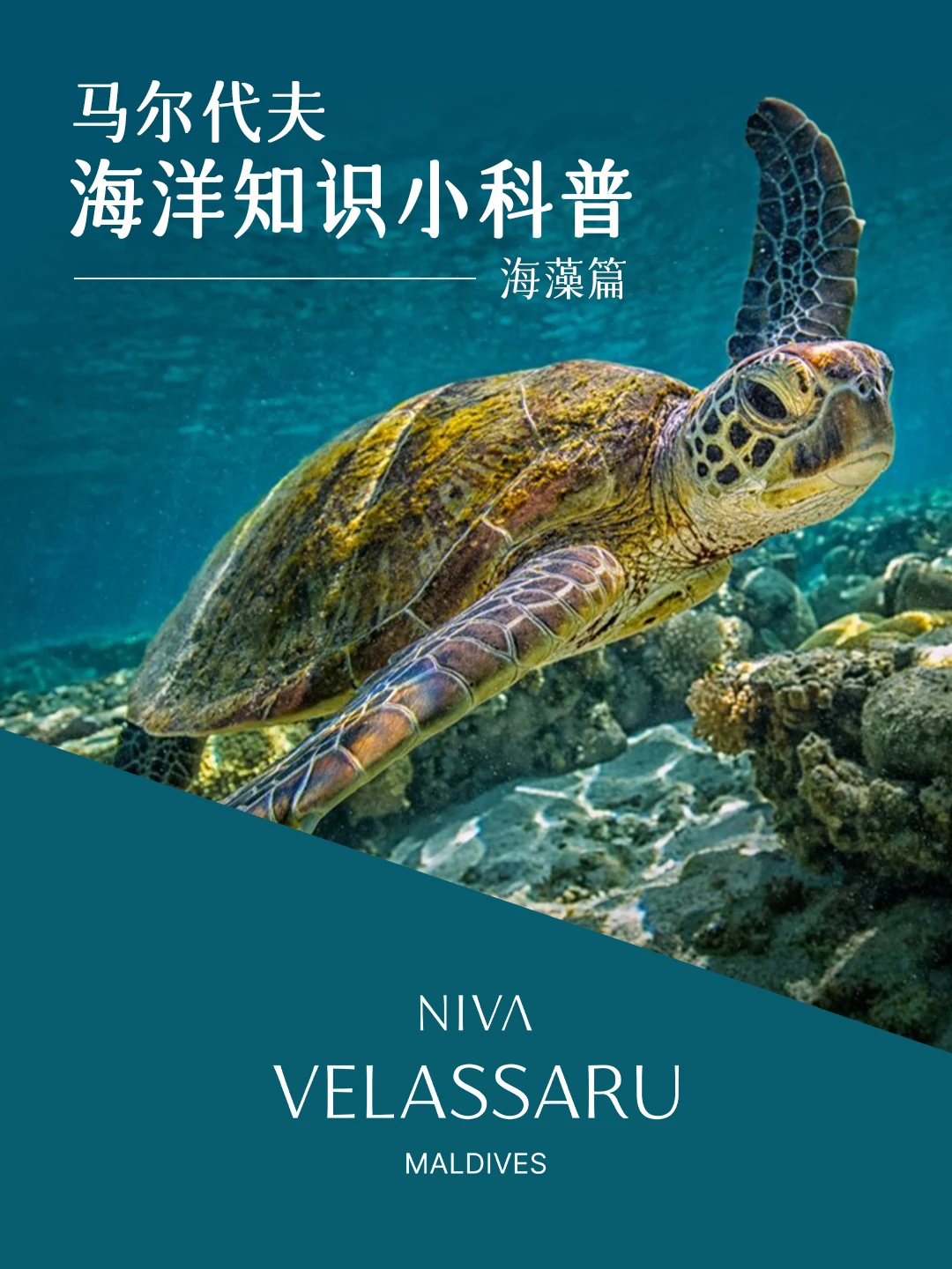 海藻 是海洋的生命力