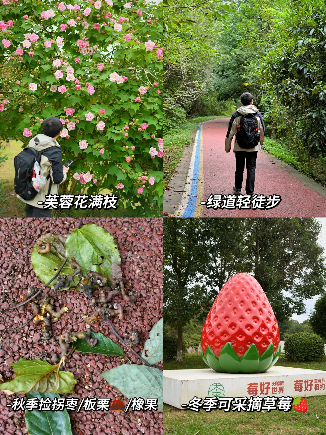 成都40分钟！轻徒捡秋赏花采摘！溜娃速冲！