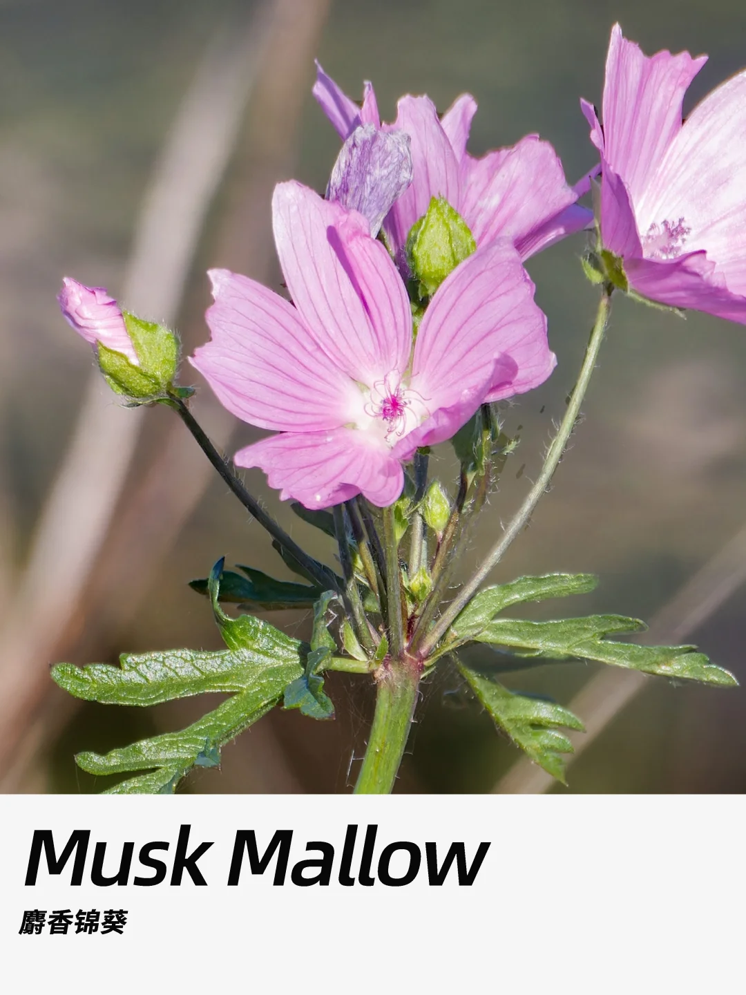 带你每天认识一种花材396｜麝香锦葵