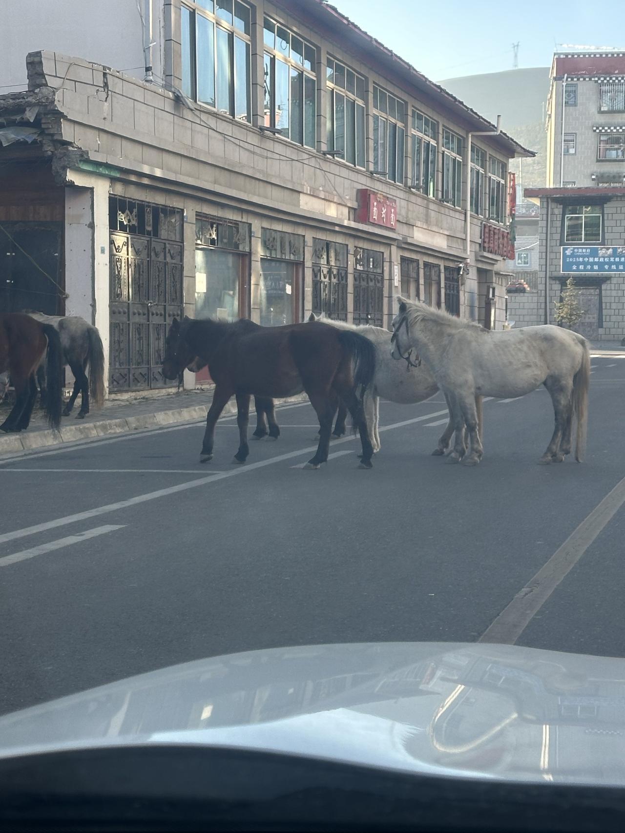 牛马的日子已经来临！