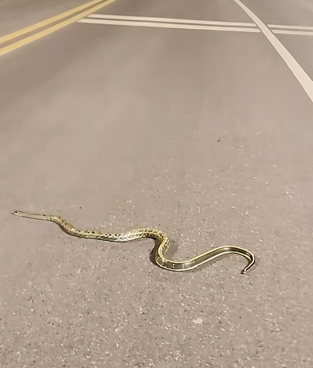 一条小蛇在马路上躺着。路上看见一条金黄色的大蛇🐍，很漂亮，有认识的吗？是什么蛇