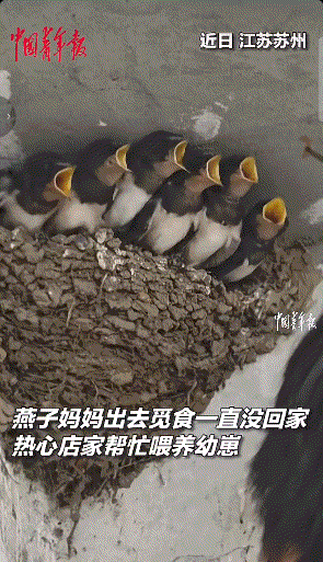 近日，江苏太仓，母燕消失数日未归，六只雏燕惨遭亲燕弃巢饿得气息奄奄。正当大家揪心