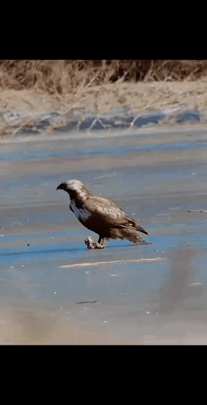 这只老鹰让冰面可害苦了，可谓一世之鹰名，尽被毁于冰面之上，看起来真是有些不可思议