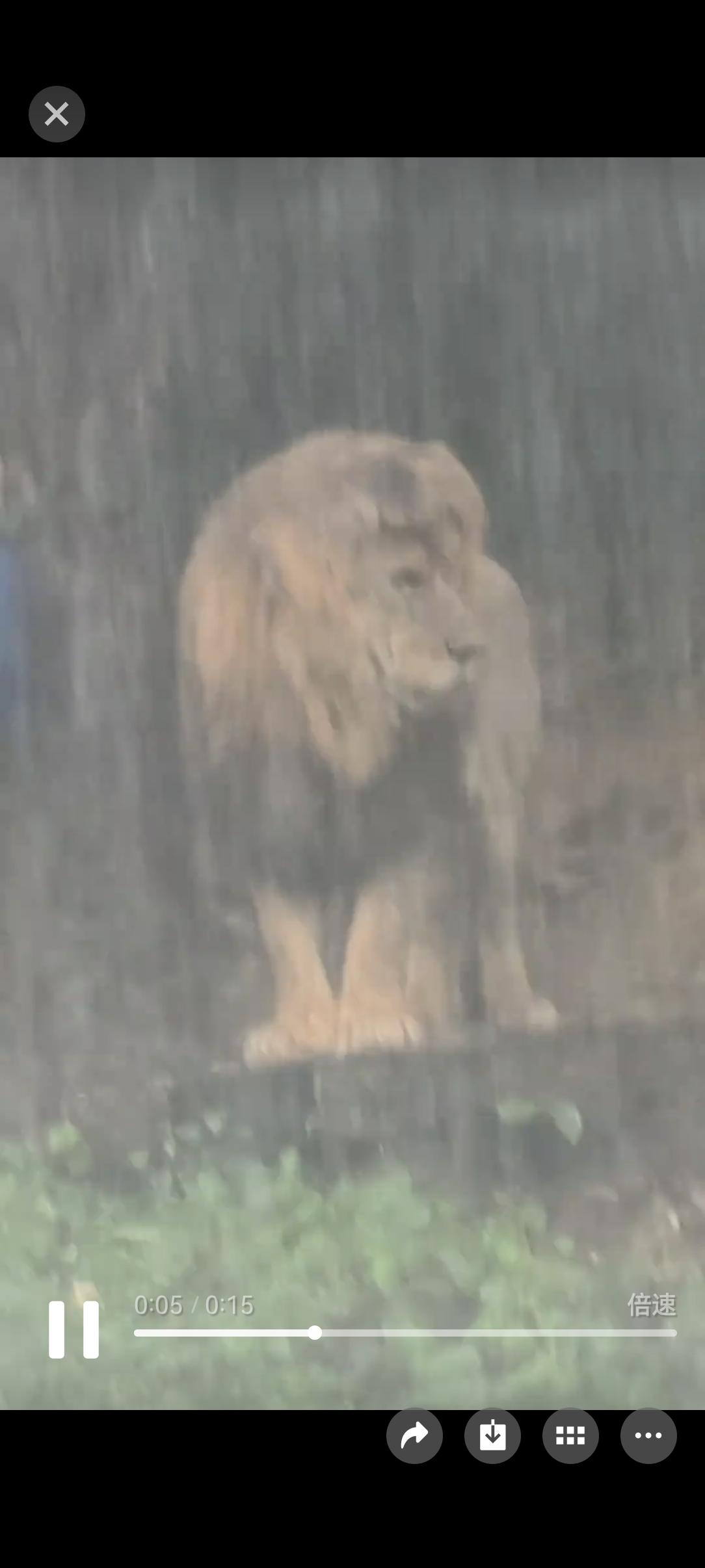 百兽之王原来也有上班的烦恼[笑着哭][笑着哭][笑着哭]