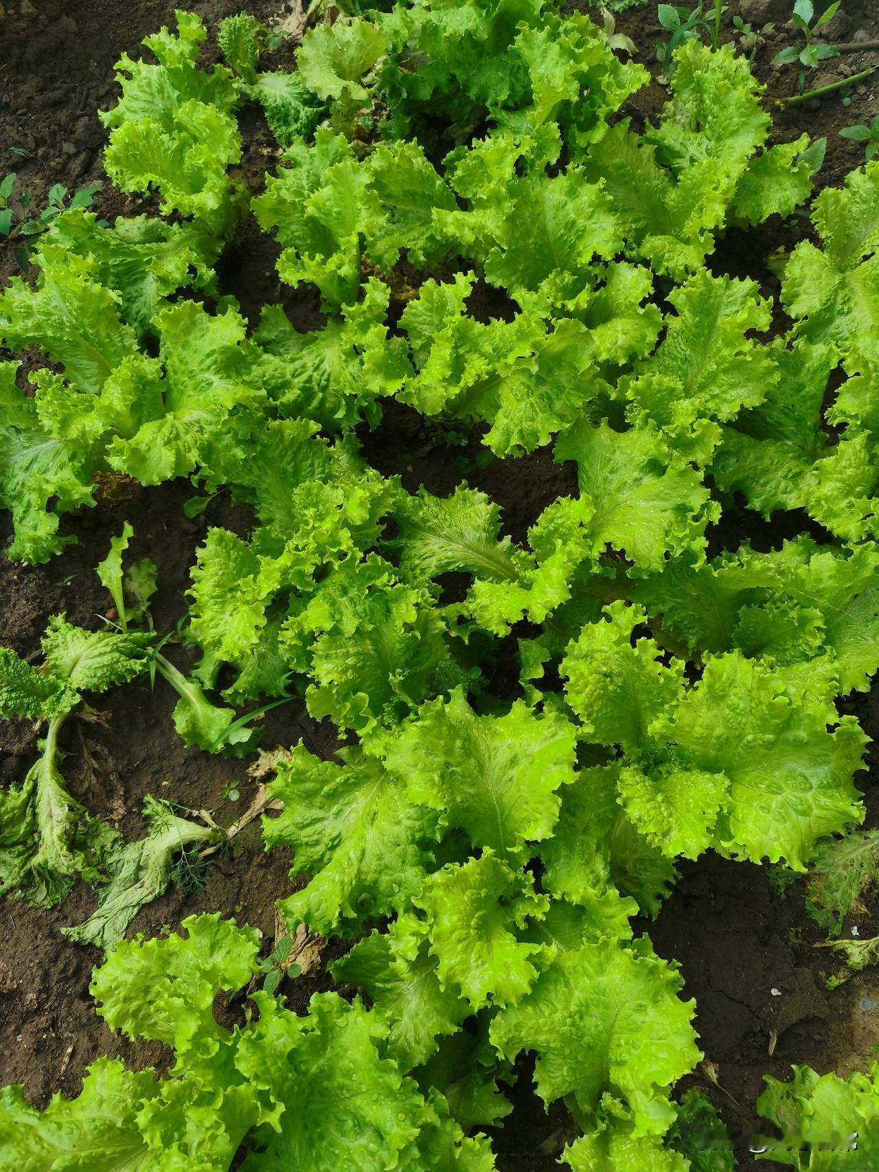 没想到今年生菜种得这么成功！满满一畦绿油油，叶片又厚又嫩，没有黄叶不生虫，看着