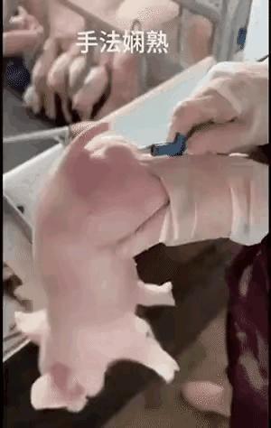 阉鳮就见过了，阉猪还真是第一次见到，又长见识了！[呲牙笑]