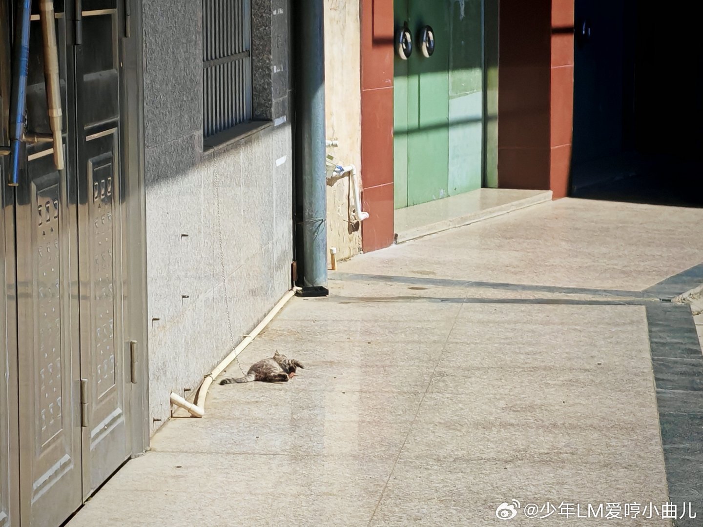 #可怜小猫魂归天#·上午发现了一只很可爱的小狸花，掏出了猫粮喂了，怕它口渴，顺带还给它倒了水·不曾想