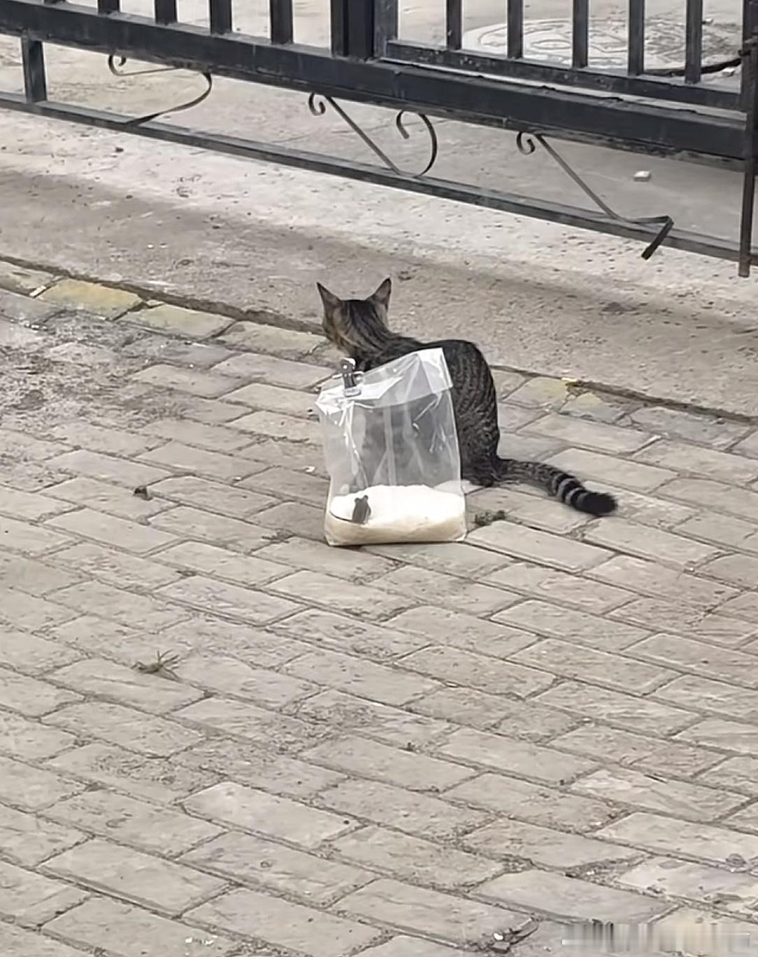 谁给小猫点的米奇寿司学校里的小猫已经开始吃大餐了爱吃的小猫一定会很开心吧[doge]
