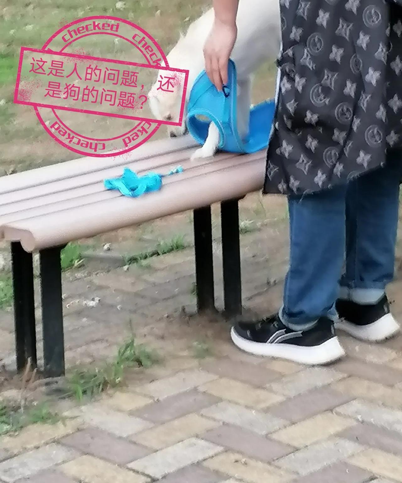 这样的场景常见，开始生气，现在见怪已经不怪了！小区和公园的长椅，变成了狗休息的