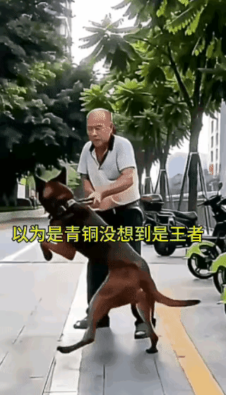 谁看这一幕心里能不堵得慌，街上体型不小的大狗被捕狗夹子锁住脖子，光是看着都觉得窒