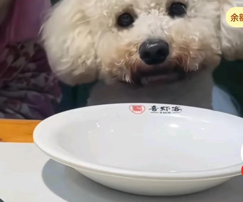 顾客带狗就餐并拍视频发网上，店主发现后砸碎600多套餐具，损失约八九千，并停业