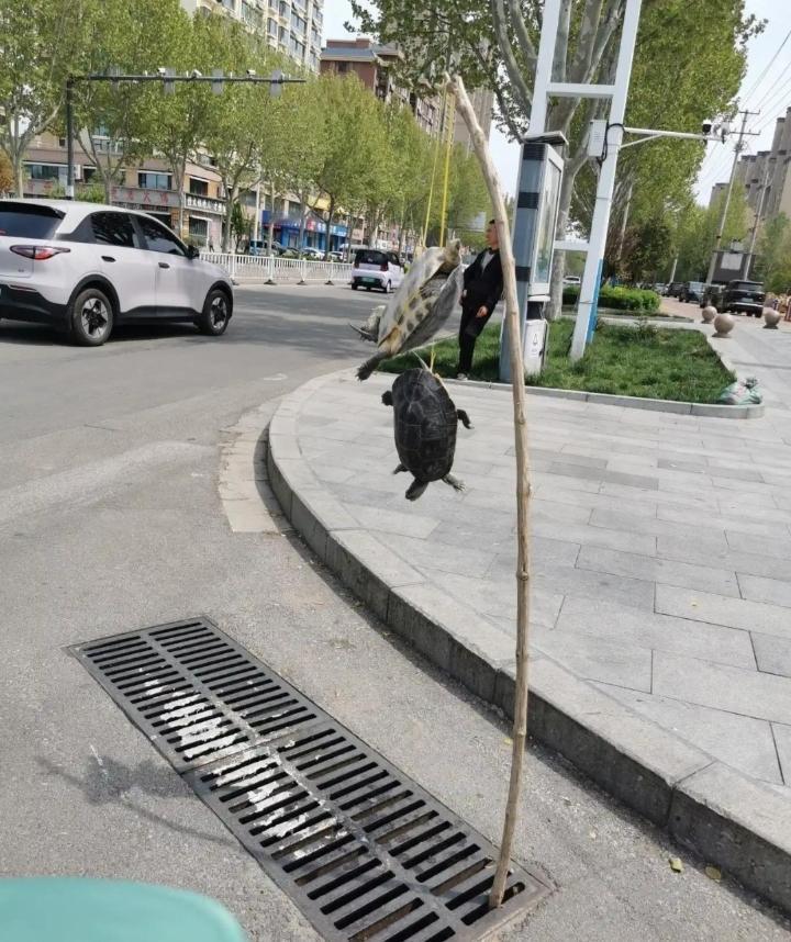 最近全国多地的“街头挂乌龟”骗局愈演愈烈，真的越看越离谱！摊主伪装成农民工，把龟